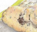 scone